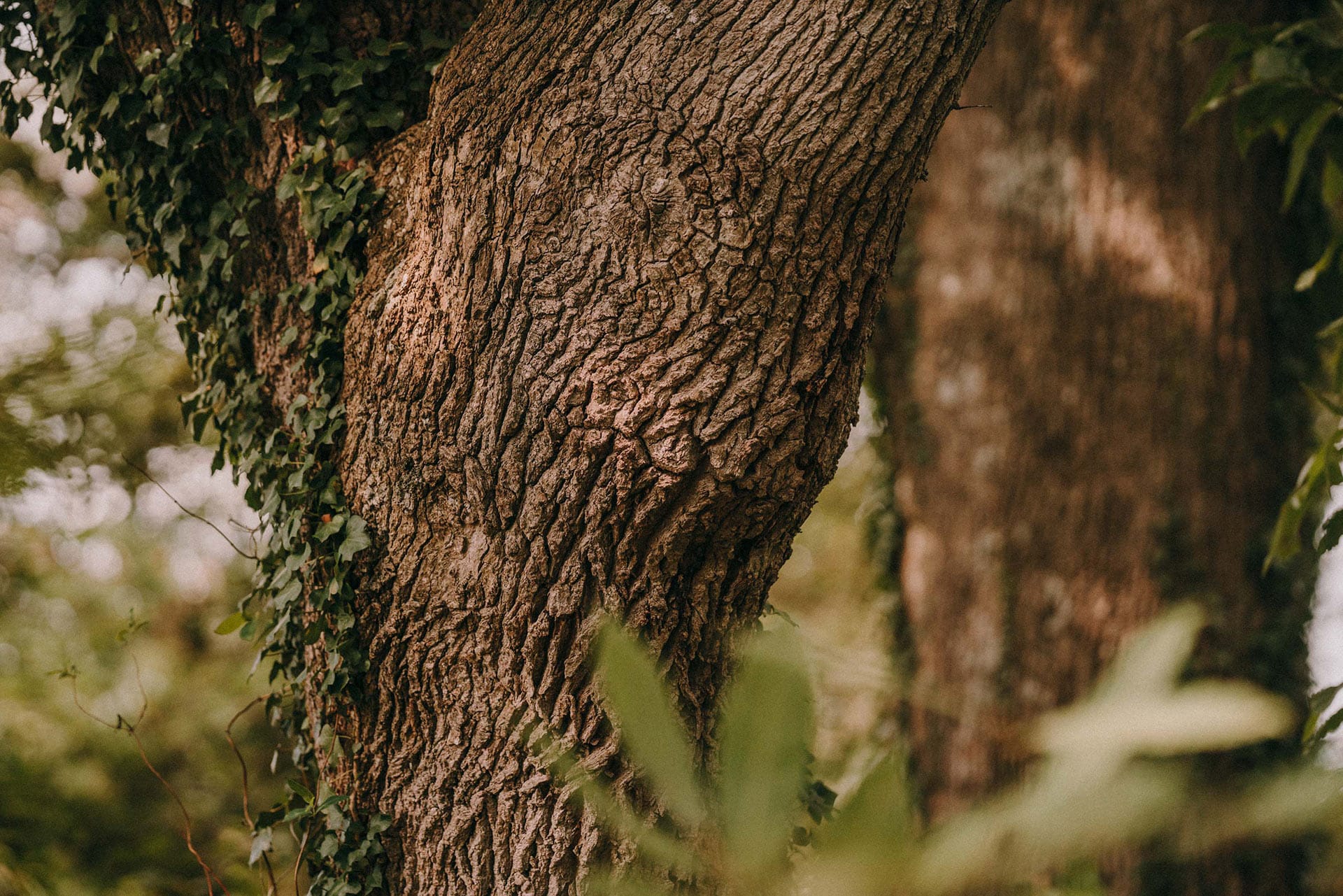 Atelier de Pierre Tronc d'Arbre